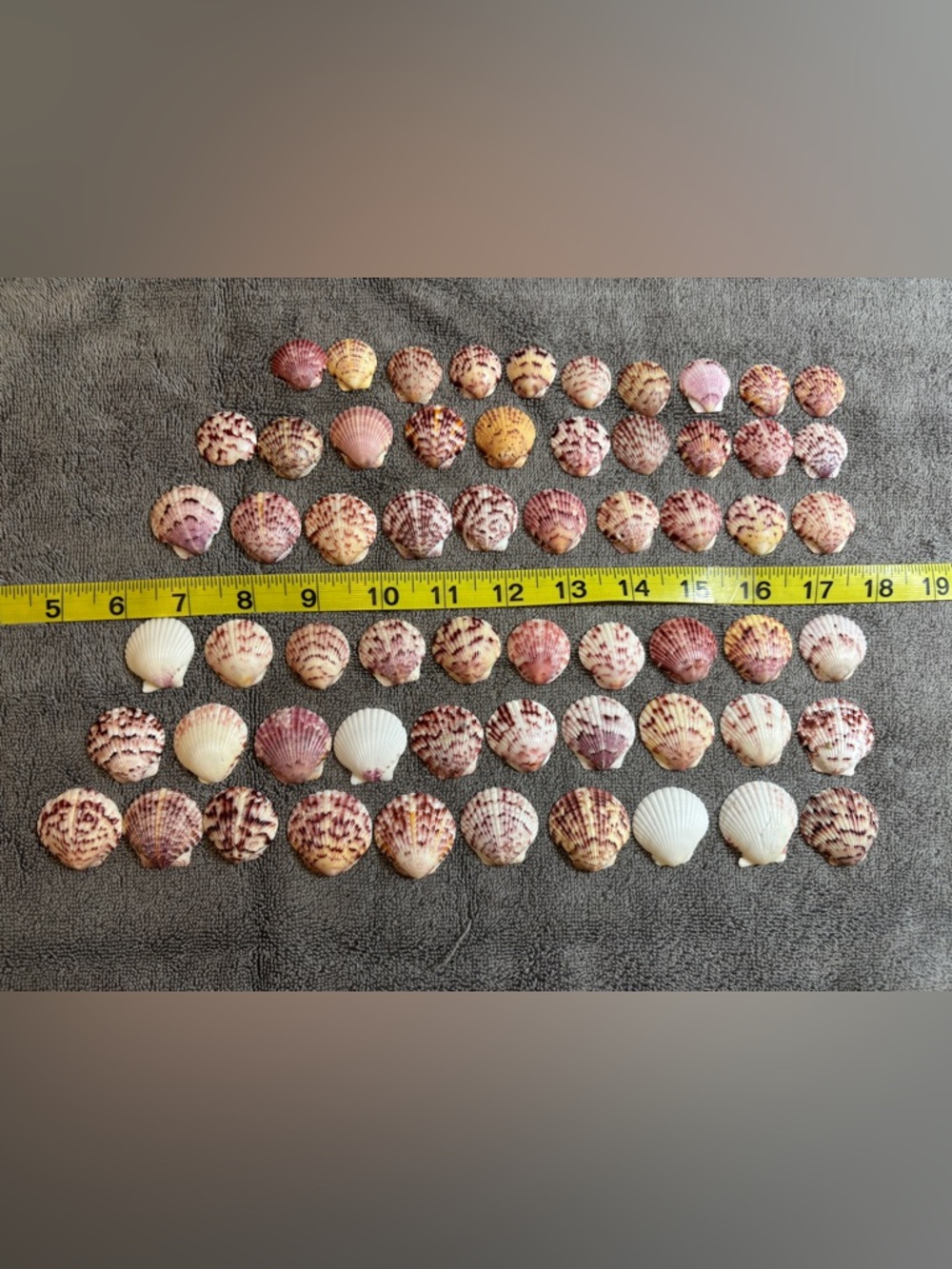 60 Sanibel Island Scallop Assorted Seashell Collection.  Great for crafting!!